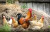 Из-за убытков фермеры в России начали массово уничтожать кур-несушек