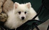 В Госдуме предложили ограничить число домашних животных в квартирах