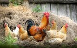 Из-за убытков фермеры в России начали массово уничтожать кур-несушек