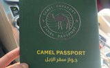 В Саудовской Аравии ввели паспорта для верблюдов