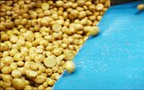Россиийские фермеры могут утилизировать большое количество картофеля