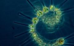 Бесчисленный фитопланктон, дрейфующий в море. Фото с сайта noaa.gov