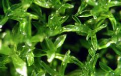 Мох Physcomitrella patens