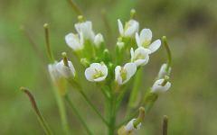 Arabidopsis thaliana (фото stockton.edu)