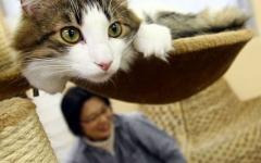 Neko Cafe Club в Токио, фото с сайта spotcoolstuff.com