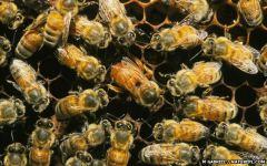 Рабочие пчелы могут восстать против своей королевы (фото naturepl.com)