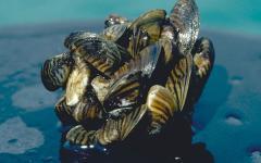 Полосатые мидии (Zebra mussels). Фото с сайта blogs.dallasobserver.com