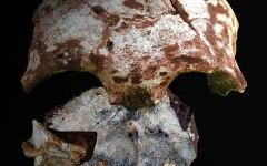 Фото с сайта livescience.com