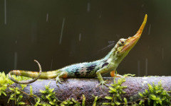Фото с сайта tropicalherping.com