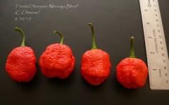 Фото с сайта thepepperseed.com