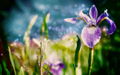 Фото с сайта wallpaperswide.com