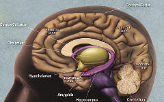 Головной мозг. Фото с сайта wikipedia.org