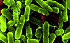 Образцы бактерии Pseudomonas aeruginosa. Фото с сайта nasa.gov
