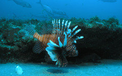 Lionfish. Фото с сайта sciencenewsforkids.org