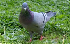 Сизый голубь. Фото Docweird с сайта wikimedia.org