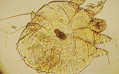Чесоточный зудень. Фото Kalumet с сайта wikimedia.org