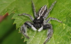Фото fir0002 с сайта wikimedia.org