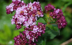 Фото NaturKamera с сайта wikimedia.org