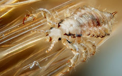 Фото пользователя Flickr Gilles San Martin