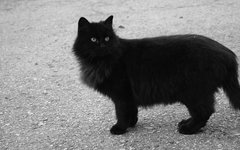 Фото пользователя Flickr Vladimir Agafonkin