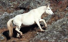 Алтайская лошадь. Фото с сайта nsu.ru