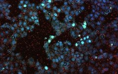  Источник: Виктор Тимошенко/Scientific Reports