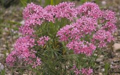 Цветущий куст Phlox pilosa. Фото с сайта wikimedia.org