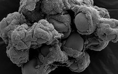 Фото: Jennifer Barrila / Biodesign Institute / Arizona State University