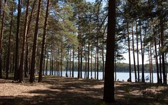 Россия предложила Китаю подумать о сибирских лесах