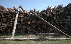 Лес в России валят — щепки летят и стон стоит