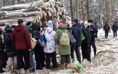 «Лютый беспредел творится в Троицке»: бандиты захватили государственный лес