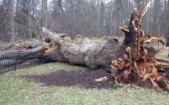 Мертвый дуб Ивана Тургенева пал жертвой европейских санкций
