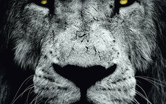 Redlight King «In Our Blood»
