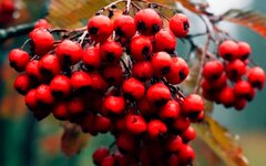 Действуй! «Рябинушка» (интернет-сингл)