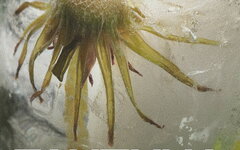 Монадикос feat. Роберт Остролуцкий «Глубина» (интернет-сингл)