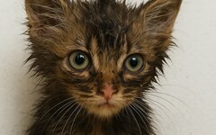 Коля Стравинский «Беспризорник» (интернет-сингл)