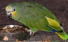 Венесуэльский амазон. Фото Snowmanradio с сайта wikipedia.org