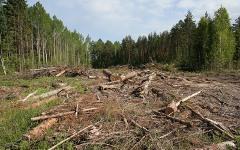 Вырубка леса. Фото с сайта woodtechnology.ru