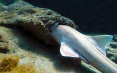 Eucrossorhinus dasypogon (фото Coral Reefs)