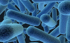 Микрофлора кишечника, фото с сайта scienceblog.ru