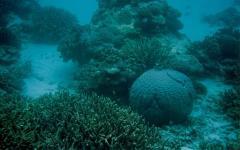 Кораллы семейства Porites