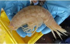 Ранее неизвестное ракообразное (фото Oceanlab, University of Aberdeen, UK)