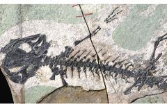 Обнаруженные останки (фото pnas.org)