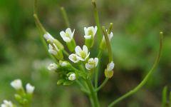 Arabidopsis thaliana (фото с сайта kuleuven-kulak.be)