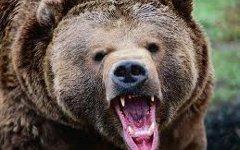Медведица спасла туриста во время атаки горного льва; фото с vbaikal.ru