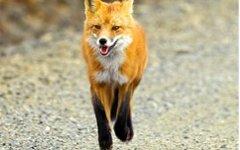 Лисица. Фото с wildnatureimages.com