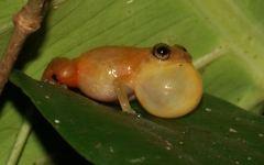 Лягушка Diasporus citrinobapheus. Фото с сайта pensoft.net
