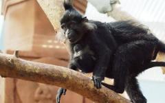 Обезьянка Фаня. Фото: udm-zoo.ru