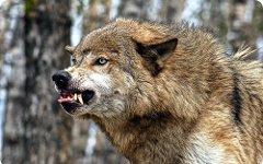 Волк. Фото с сайта ecocollaps.ru