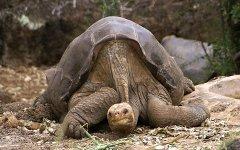 Одинокий Джордж. Фото с сайта wikipedia.org